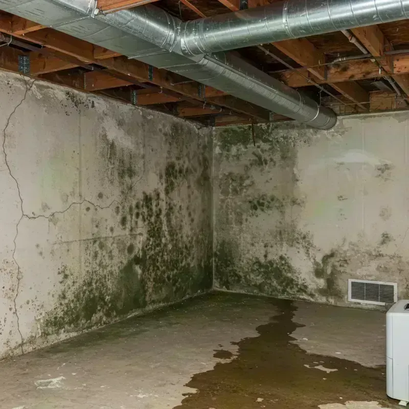 Professional Mold Removal in Freeburg, IL